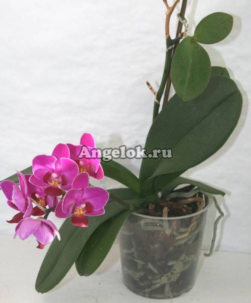 фото Цитокининовая паста от магазина магазина орхидей Ангелок