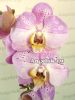 фото Фаленопсис (Phalaenopsis ) ph-103 от магазина магазина орхидей Ангелок