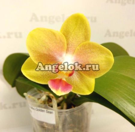 фото Фаленопсис (Dtps.Miki Golden Sean Baby) Тайвань от магазина магазина орхидей Ангелок