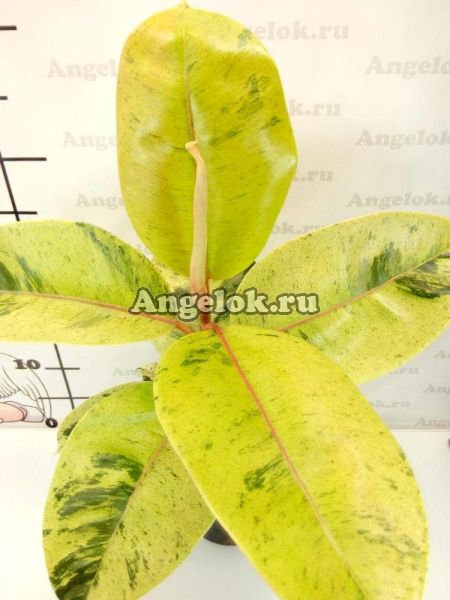 фото Фикус Эластика вариегатный Шривериана (Ficus elastica cv. 'Schriveriana') от магазина магазина орхидей Ангелок