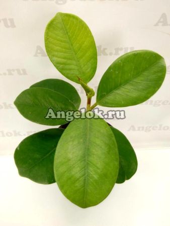 фото Фикус Тайваньский (F. taiwaniana Hayata) от магазина магазина орхидей Ангелок