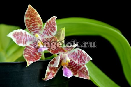 фото Фаленопсис Иероглифика (Phalaenopsis hieroglyphica) от магазина магазина орхидей Ангелок