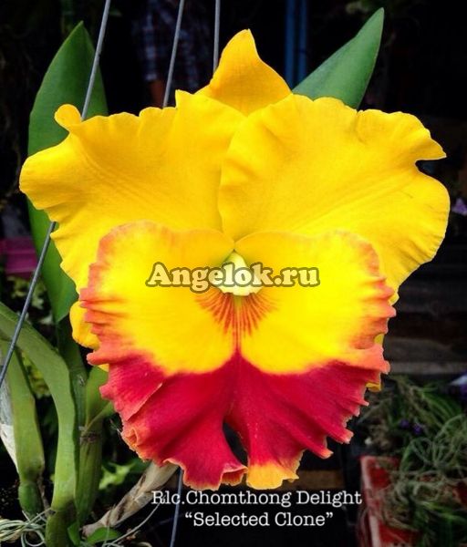 фото Каттлея (Rlc.Chomthong Delight 'Selected Clone') от магазина магазина орхидей Ангелок