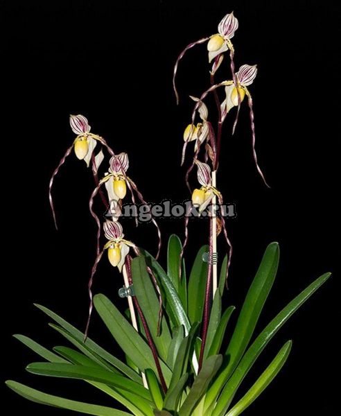 фото Пафиопедилум филиппинский (Paphiopedilum philippinense) от магазина магазина орхидей Ангелок