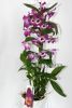 фото Дендробиум нобиле (D.nobile) d-22 от магазина магазина орхидей Ангелок