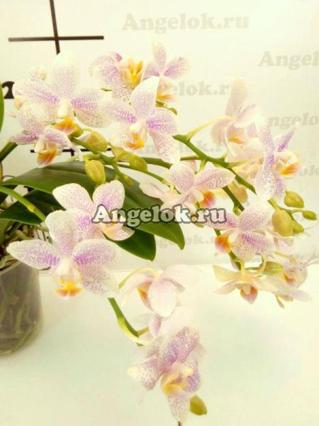 фото Фаленопсис Замбия (Phalenopsis Zambiya) от магазина магазина орхидей Ангелок
