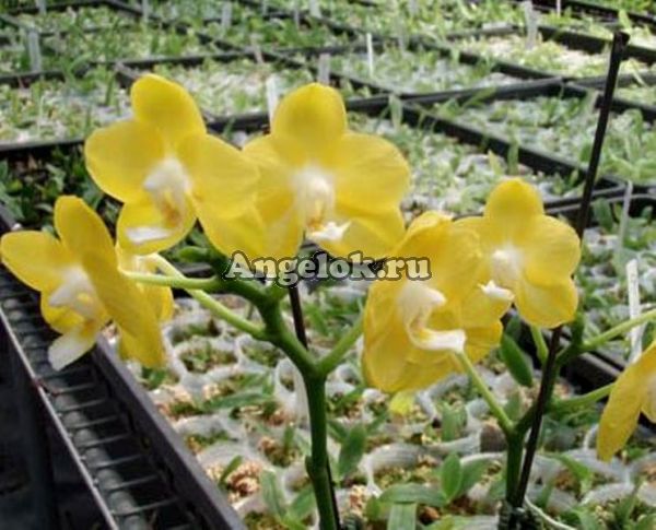 фото Фаленопсис (Dtps.Sogo Golden) от магазина магазина орхидей Ангелок