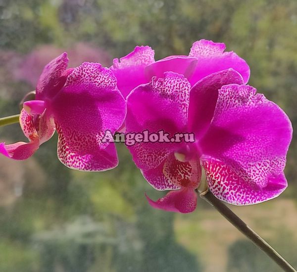 фото Фаленопсис (Phalaenopsis Queen Barry) Тайвань от магазина магазина орхидей Ангелок