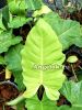 Филодендрон (Philodendron Lospot yellow)