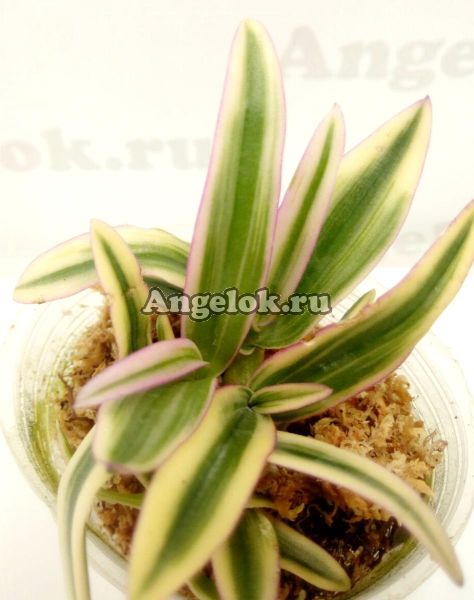 фото Дендробиум-мини пестролистный (Dendrobium Dwarf variegated Tricolor) Тайвань от магазина магазина орхидей Ангелок