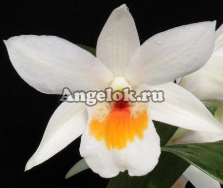 фото Дендробиум (Dendrobium Frosty Dawn (Yellow Lip) Тайвань от магазина магазина орхидей Ангелок