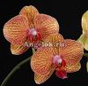 фото Фаленопсис (Phalaenopsis Brazil '5701') от магазина магазина орхидей Ангелок