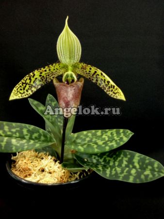 фото Пафиопедилум (Paphiopedilum sukhakulii) от магазина магазина орхидей Ангелок
