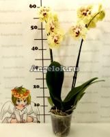 Фаленопсис Желтый зонт (Phalaenopsis Yellow Umbrella)