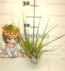 фото Тилландсия (Tillandsia Melanocrater) от магазина магазина орхидей Ангелок