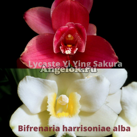 фото Ликаста гибрид (Lycaste Yi Ying Sakura x Bifrenaria harrisoniae alba) от магазина магазина орхидей Ангелок