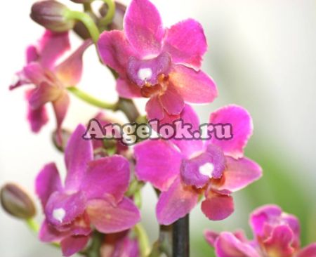 фото Фаленопсис (Phalaenopsis multiflora) ph-04_1 от магазина магазина орхидей Ангелок