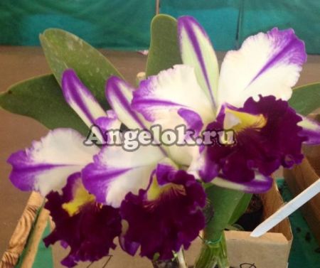 фото Каттлея (Blc.Ann Cleo (MC) Тайвань от магазина магазина орхидей Ангелок