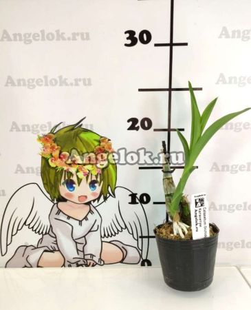 фото Катасетум (Catasetum Orchidglade) Тайвань от магазина магазина орхидей Ангелок