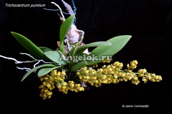 фото Онцидиум пумилиум (Onc.pumilum) от магазина магазина орхидей Ангелок