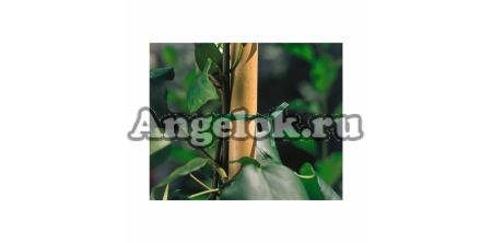 фото Подвязка для растений 15см от магазина магазина орхидей Ангелок