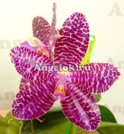 фото Фаленопсис (Phalaenopsis Mok Choui Yew x sib) Тайвань от магазина магазина орхидей Ангелок