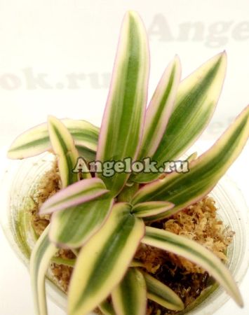 фото Дендробиум-мини пестролистный (Dendrobium Dwarf variegated Tricolor) Тайвань от магазина магазина орхидей Ангелок