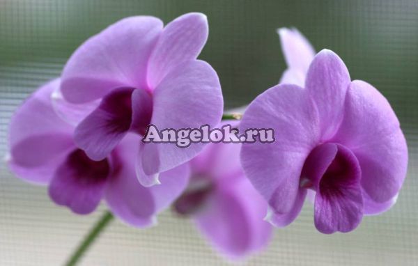 фото Дендробиум фаленопсис мини (Dendrobium Phalaenopsis ) d-05 от магазина магазина орхидей Ангелок