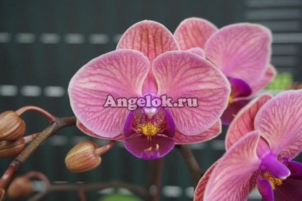 фото Фаленопсис (Phalaenopsis Tiannong Golden Vivien) Тайвань от магазина магазина орхидей Ангелок