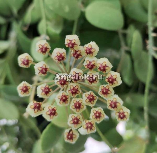 Хойя Андаленская (Hoya andalensis) черенок