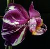 фото Фаленопсис Каменная роза (Phalaenopsis Stone rose) от магазина магазина орхидей Ангелок