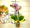Фаленопсис Сого Вивьен (Phalaenopsis Sogo Vivien)