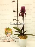 фото Пафиопедилум Черный Джек (Paphiopedilum Blaсk Jack) от магазина магазина орхидей Ангелок