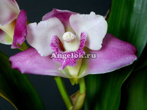 фото Бифренария Гариссона (Bifrenaria harrisoniae) от магазина магазина орхидей Ангелок