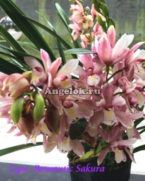 фото Цимбидиум Романтик Сакура (Cym. Romantic Sakura) Тайвань от магазина магазина орхидей Ангелок