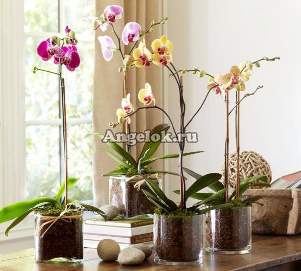 фото Кашпо стеклянное для орхидей s-14 от магазина магазина орхидей Ангелок