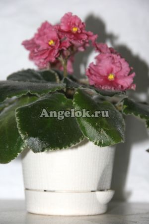 фото Горшок Le Parterre кремовый d-9 от магазина магазина орхидей Ангелок