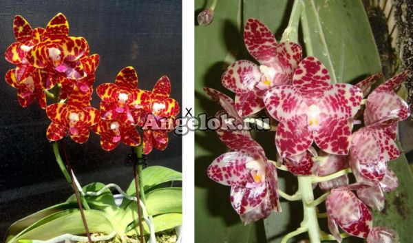 фото Фаленопсис (P.Jong's Gigan Cherry × P.gigantea) Тайвань от магазина магазина орхидей Ангелок