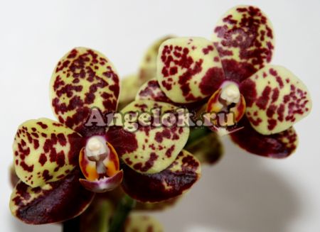фото Фаленопсис (Phalaenopsis ) ph-03_10 от магазина магазина орхидей Ангелок