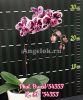 фото Фаленопсис (Phalaenopsis Brazil '54353') от магазина магазина орхидей Ангелок