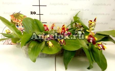 фото Фаленопсис (Phalaenopsis Tying Shin Fly Eagle’Yaphon’) Тайвань от магазина магазина орхидей Ангелок