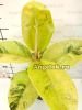 фото Фикус Эластика вариегатный Шривериана (Ficus elastica cv. 'Schriveriana') от магазина магазина орхидей Ангелок