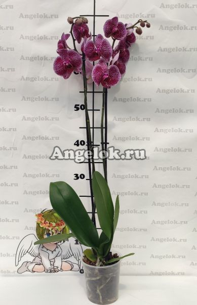 фото Фаленопсис Ягуар (Phalaenopsis Jaguar) от магазина магазина орхидей Ангелок
