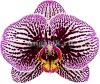 фото Фаленопсис детка (Phalaenopsis Black Stripes) от магазина магазина орхидей Ангелок