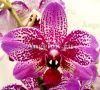 фото Фаленопсис Полет бабочки (Phalaenopsis Butterfly Flight) от магазина магазина орхидей Ангелок