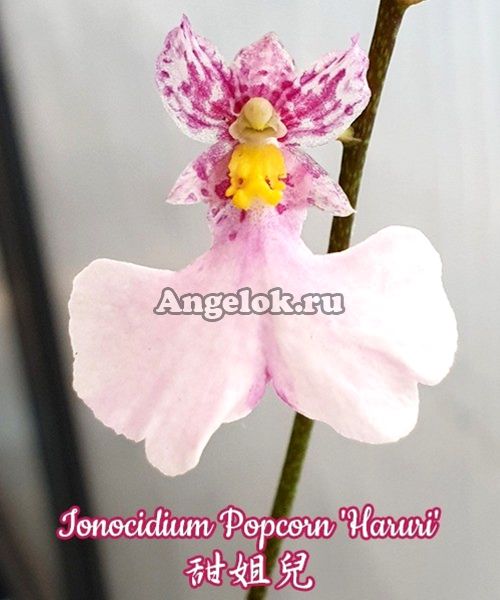 фото Онцидиум (Ionocidium Popcorn 'Haruri') Тайвань от магазина магазина орхидей Ангелок