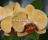 Фаленопсис (Phalaenopsis ) ph-30