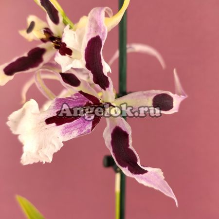 фото Камбрия (Beallara Gothic) от магазина магазина орхидей Ангелок