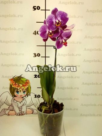 Фаленопсис (Phalaenopsis ) ph-90_1