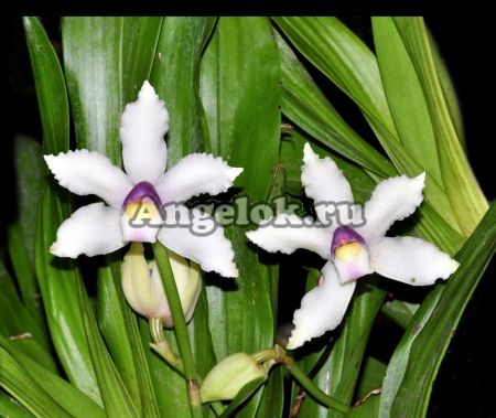 фото Боллея (Bollea hirtzii) от магазина магазина орхидей Ангелок